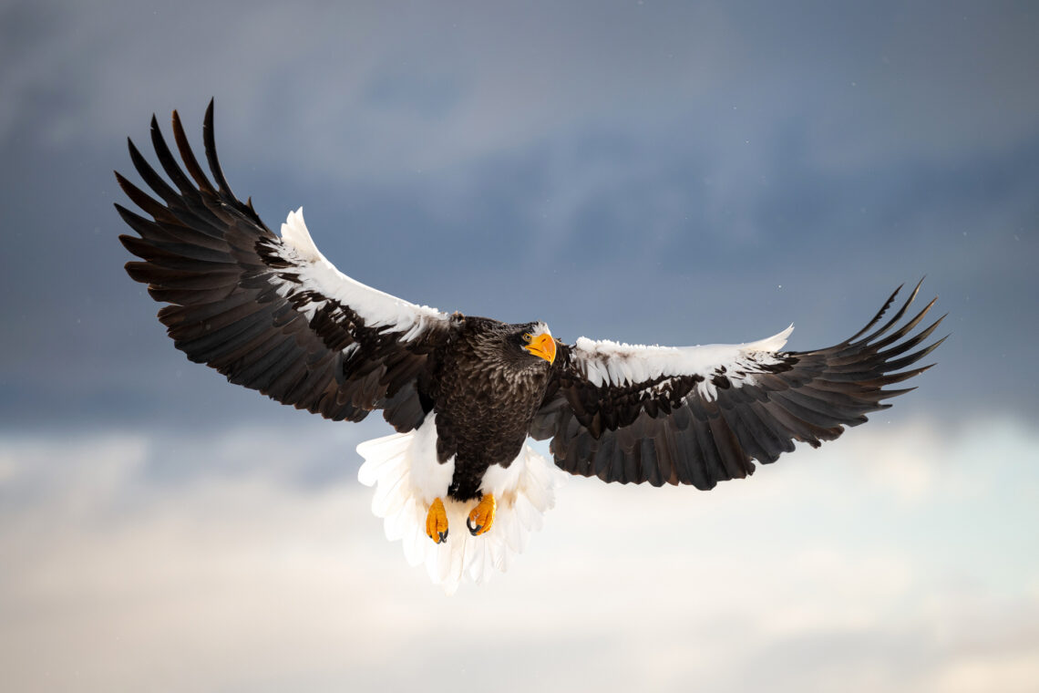 Tierwelt im Winter auf Hokkaido 18. Februar bis 2. März 2027